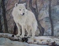 Wildlife - White Wolf - Oil